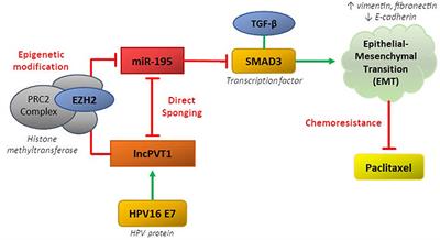 Chemoresistance Mediated by ceRNA Networks Associated With the PVT1 Locus